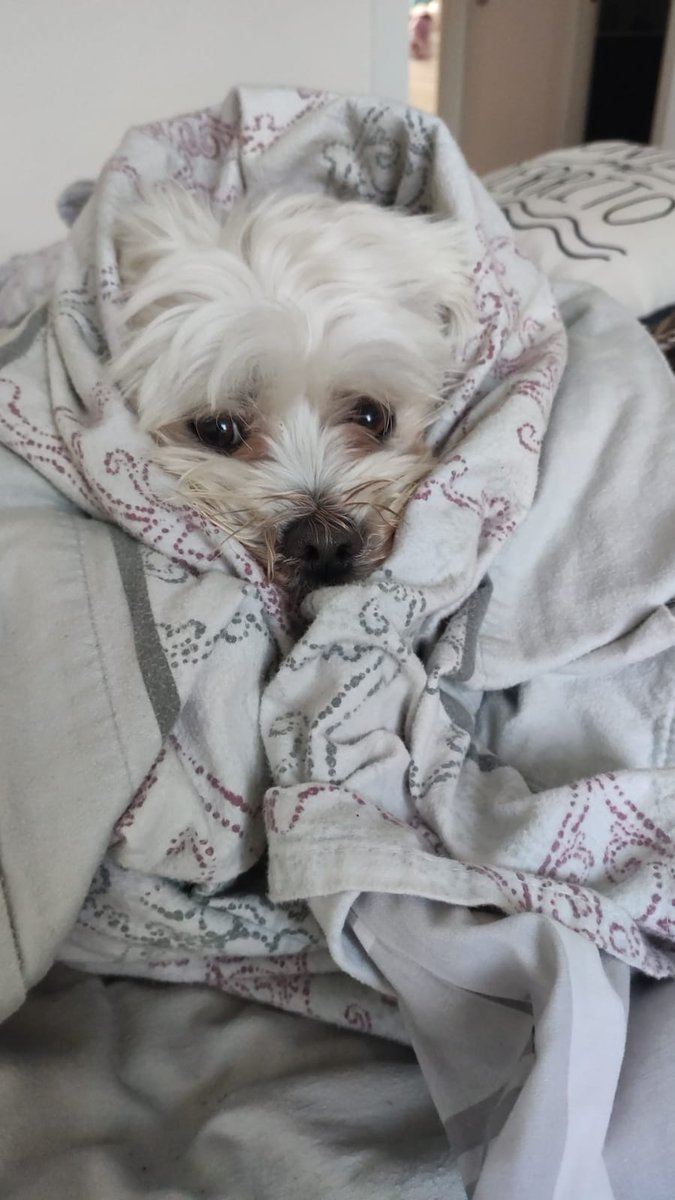 Parece que el frío y el mal tiempo no quieren abandonarnos todavía 😒. Y en casa, cada uno lo lleva como puede 🤣🐶.