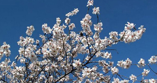 Nevruz .. bahar çiçeğidir,zeytindalıdır...ilkbaharın müjdecisi...doğanın uyanışıdır...
Tüm insanlığın  bayramıdır. tüm kutlayanlara selam olsun...🙋‍♂️
#21MartNevruzBayramı