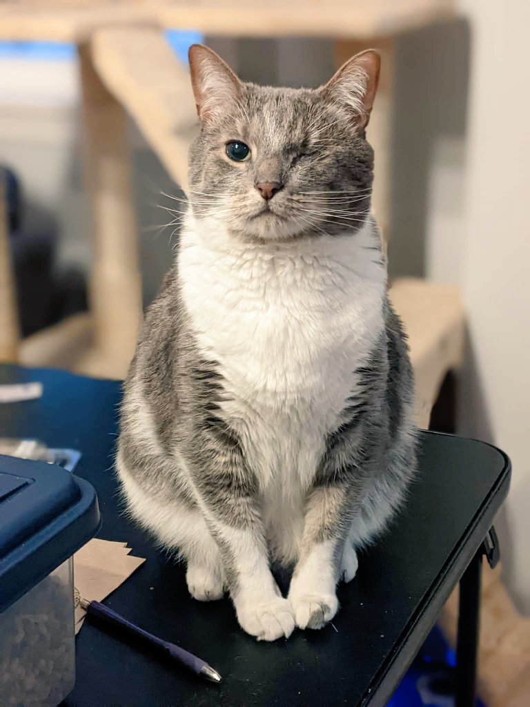 TheKatKashi's tweet photo. The hoomans got a new table, which means this is clearly now mine. 

#CatsofTwittter #newFURniture https://t.co/RbZ0Rd3NcS