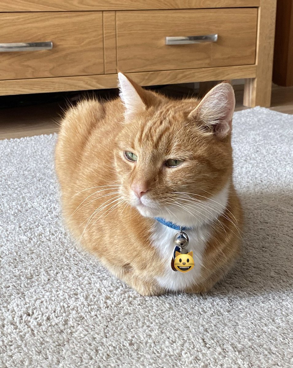 MouseketeersTh4's tweet photo. Meow furriends! Iโm baking a tiger loaf for #kittyloafmonday! Have a great day and stay safe! ๐พ๐พ๐งก๐งก๐งก#CatsofTwittter #CatsOnTwitter #cats #Gingerfloof https://t.co/Hk2w01Liq2