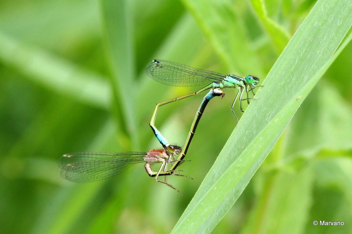 marvano65's tweet image. Dag 21/31 #libellente #lantaarntje (dat hoop ik tenminste)