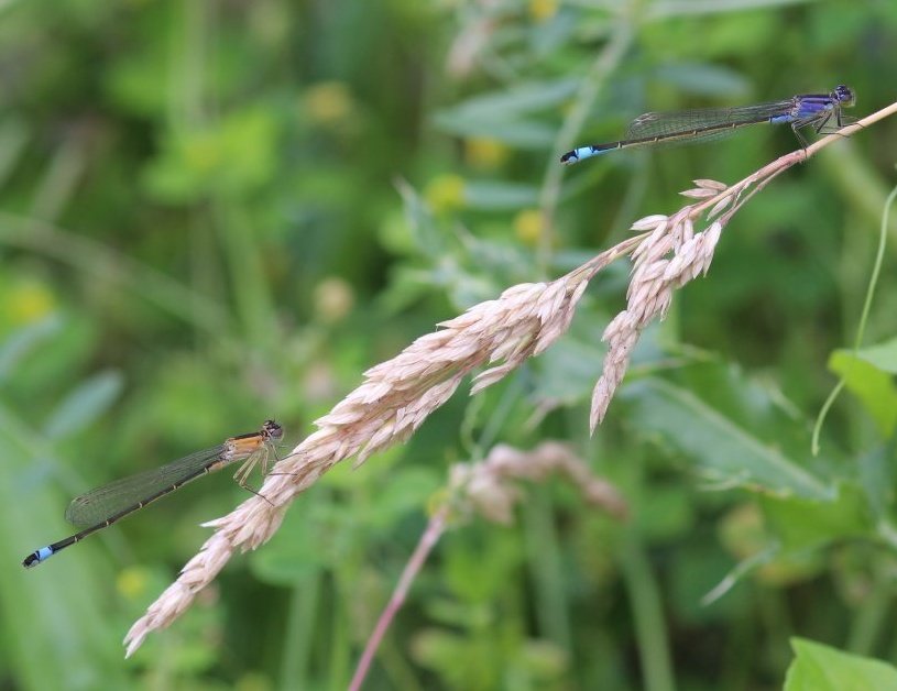 BovenGuido's tweet image. Dag 21/31 van #libellente is voor #lantaarntje met 2 op 1 foto
@KatsmanJan