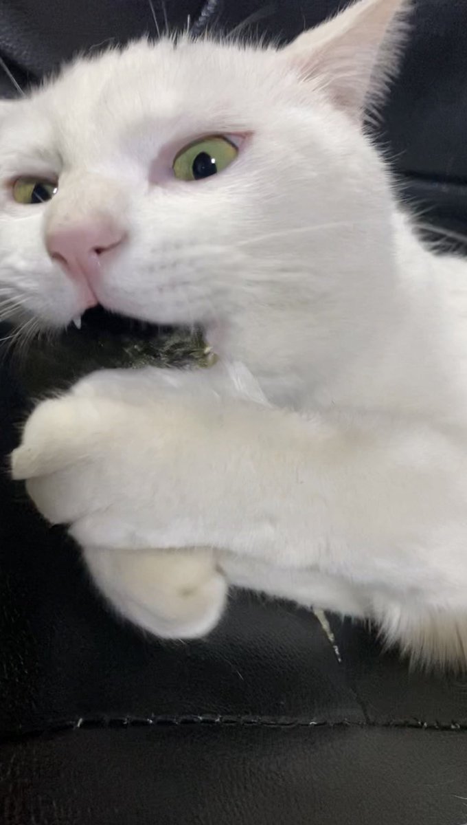 bunta_cat's tweet image. 海苔おいしいね〜