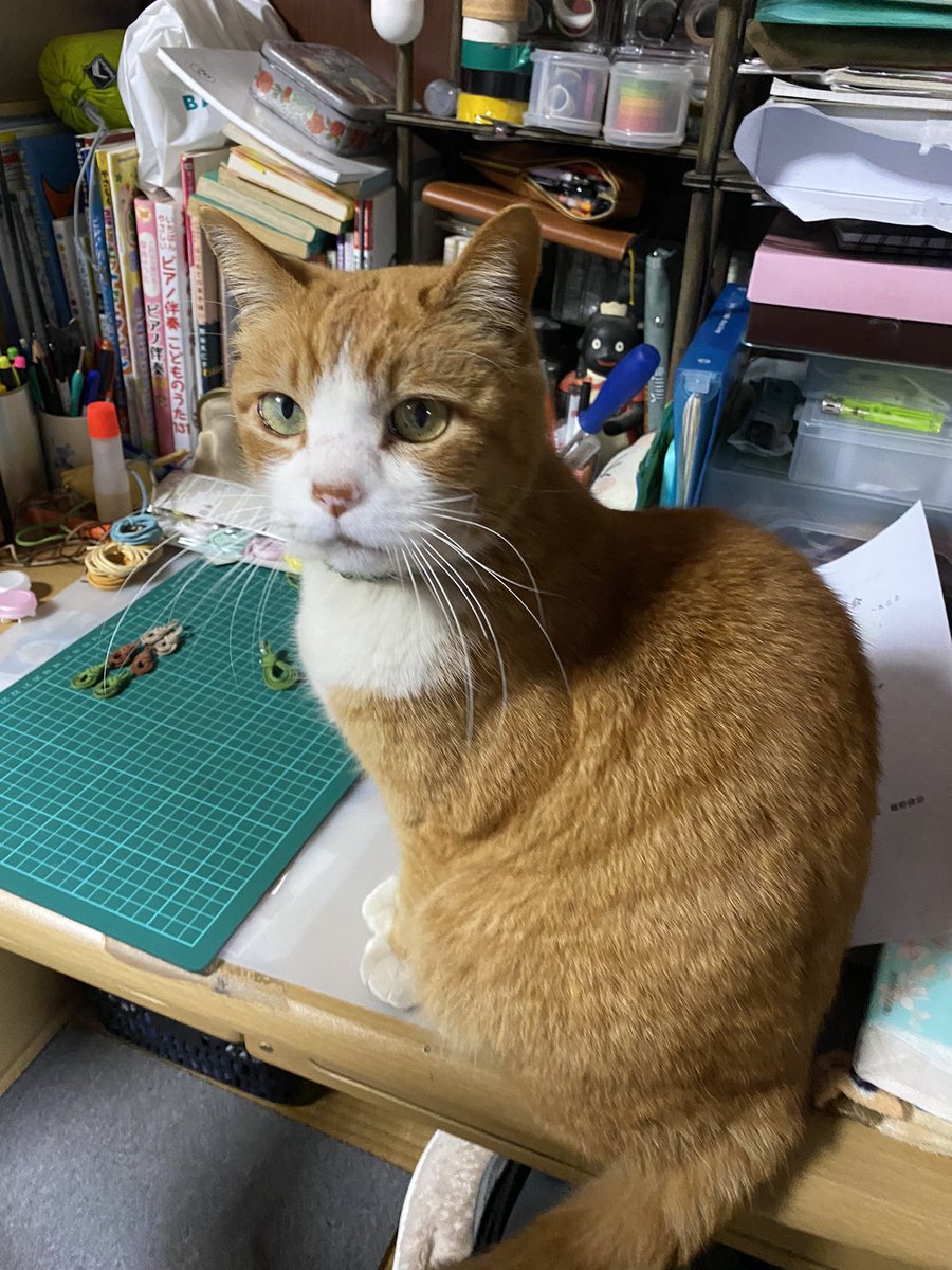 bunta_cat's tweet image. げんきだよ♪