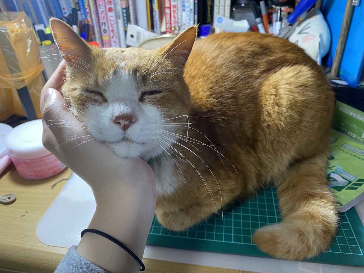 bunta_cat's tweet image. げんきだよ♪