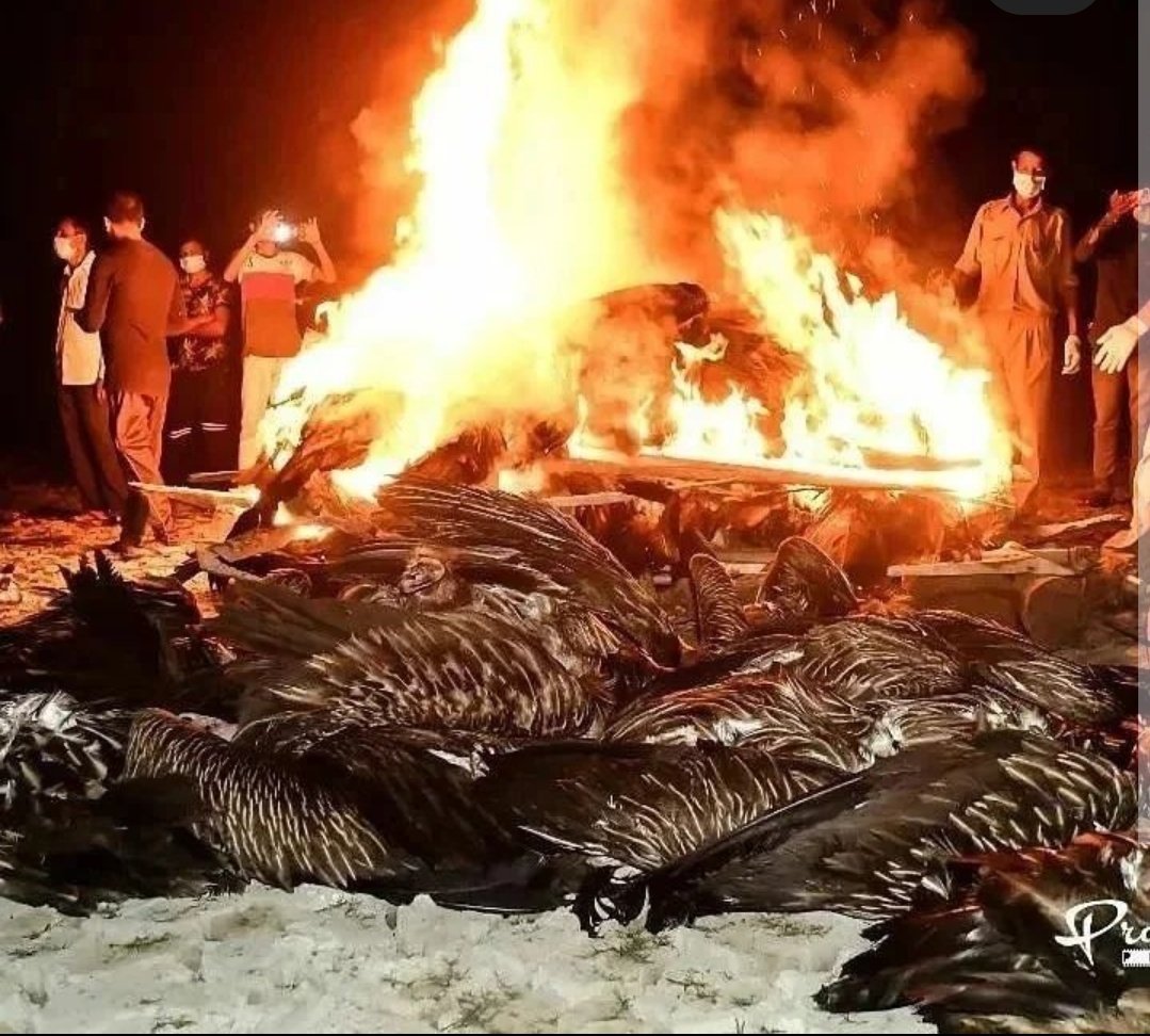 इन्दीवर स्टार्क 🪷 tweet media