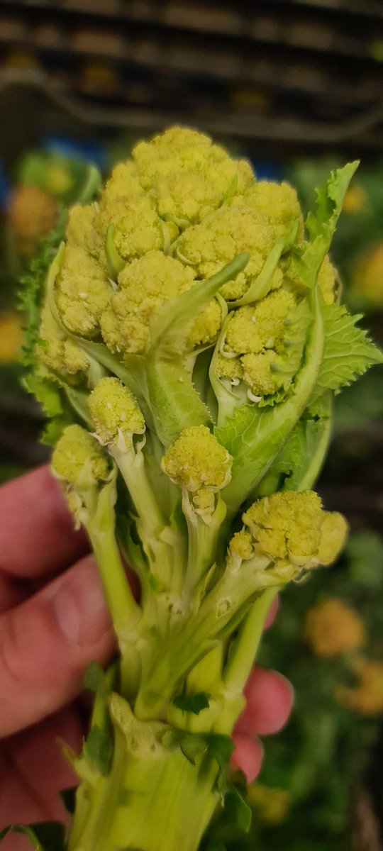 1stChoice_SF's tweet photo. WHITE SPROUTING BROCOLLI IN STOCK https://t.co/vyLY3VS6vL