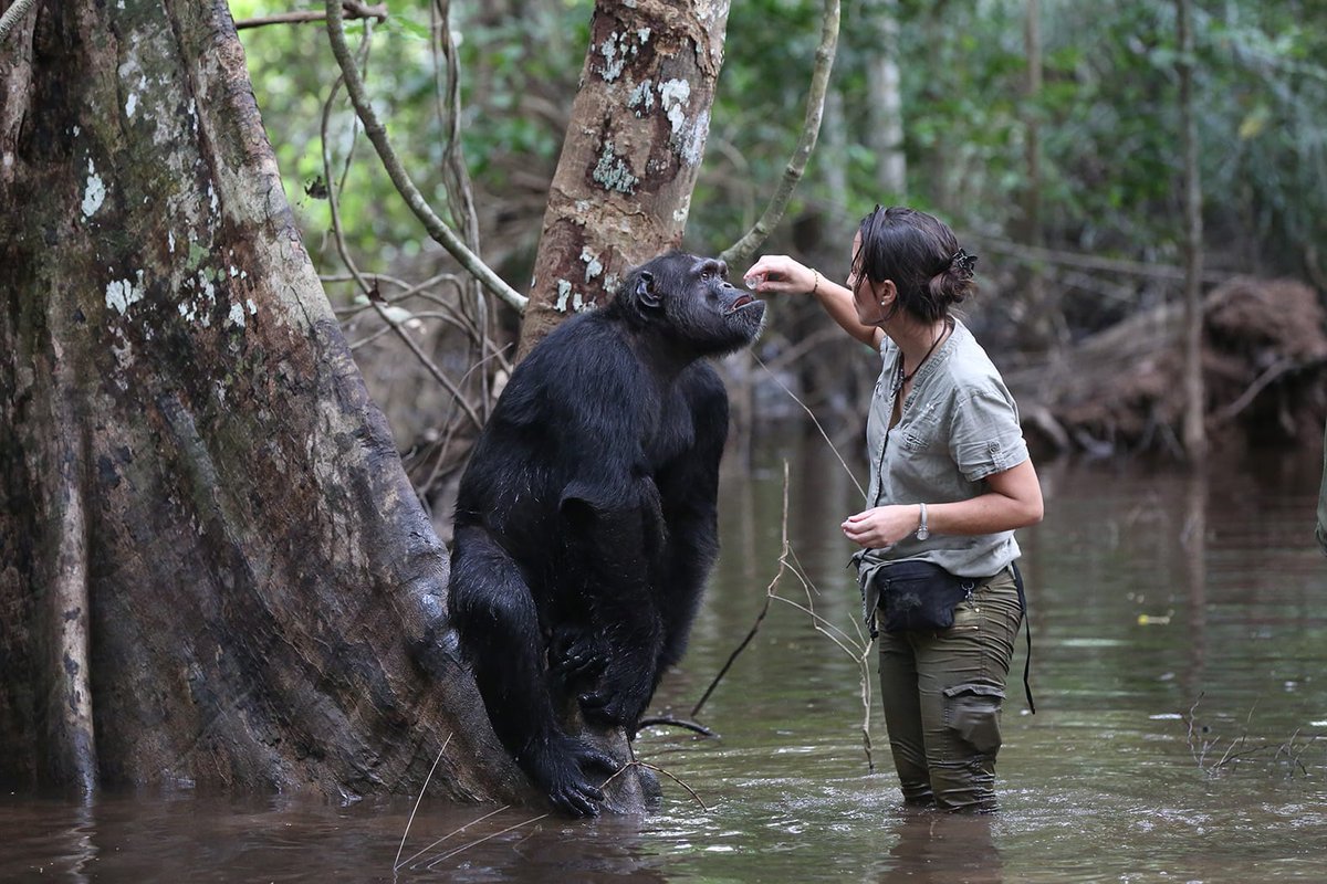 museoevolucion's tweet photo. 👌 Mañana recibimos a Rebeca Atencia, directora ejecutiva del @JaneGoodallEspa en #Congo. Nos hablará de los retos y desafíos de la rehabilitación de #chimpancés víctimas de tráfico ilegal en África Central” 
 
⏰ ¡Te esperamos a las 20:15! 

#TriMates #Chimpancés #JaneGoodall https://t.co/LC241OqnTB
