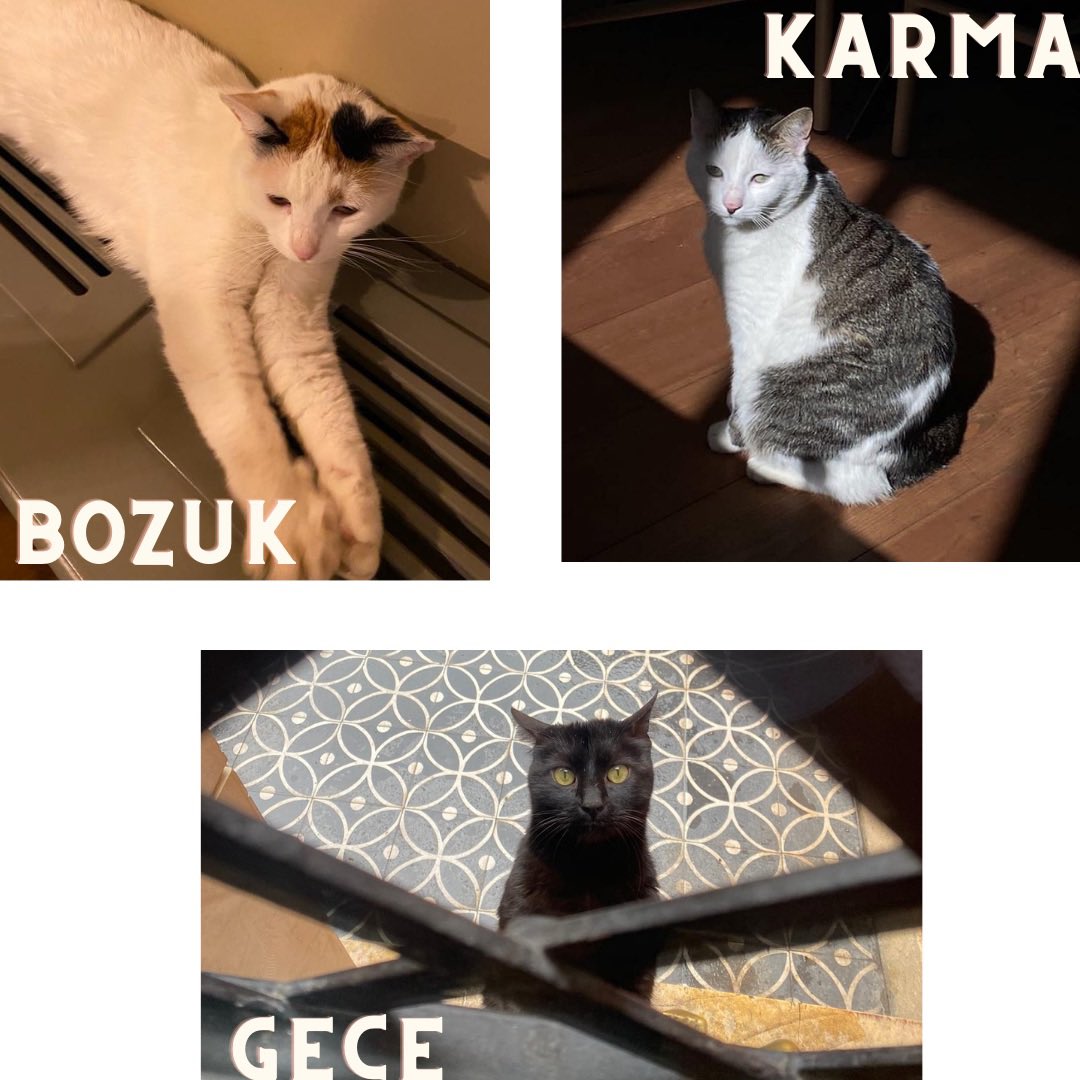 LimonitaClub's tweet photo. 3 kedimiz birden kayıp. Caferağa Moda bölgesinde 3 gün önce üçü birden kayboldu.Yüzlerce paylaşıma rağmen gören çıkmadı. Lütfen Kadıköy’de yayılması için yardım edin. Doğrudan bizimle iletişime geçebilirsiniz. #kayıpkedi #acil #kadıköy #Kayiparaniyor https://t.co/EcEpZD50F6