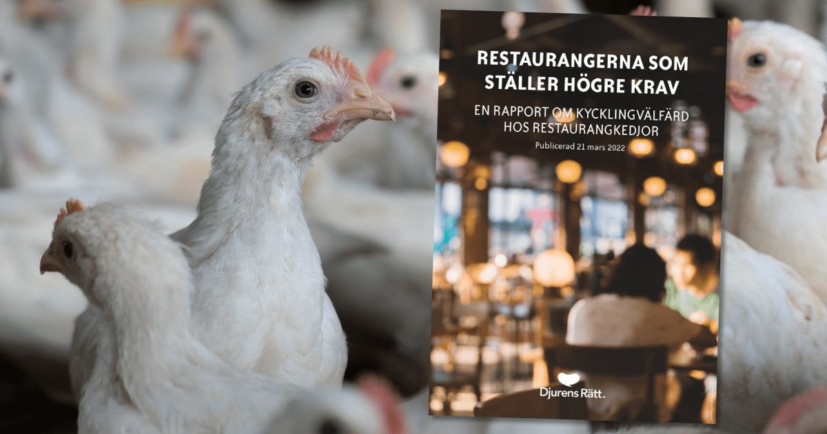 DjurensRatt's tweet photo. Restaurangkedjorna som ställer högre krav på kycklingindustrin https://t.co/iPOeJLzVA7 https://t.co/rOJjIeIDDw