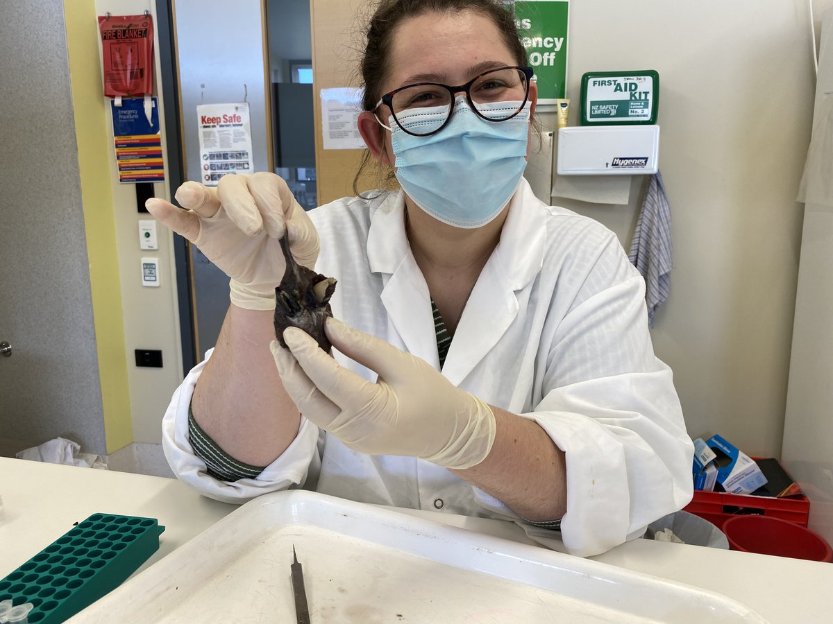 Jerusha Bennett (@jerushark) on Twitter photo Parasitic barnacles living in a SHARKS BUTTHOLE! Haha I love marine parasitology, and our collaboration with <a href="/BritFinucci/">Brit Finucci</a> and <a href="/AmandineSabadel/">Amandine J M Sabadel</a> investigating the stable isotope signatures of these guys living on deepsea sharks #shark #parasitology <a href="/WiParasitology/">Women In Parasitology</a> #WomenInScience Parasitic barnacles living in a SHARKS BUTTHOLE! Haha I love marine parasitology, and our collaboration with <a href="/BritFinucci/">Brit Finucci</a> and <a href="/AmandineSabadel/">Amandine J M Sabadel</a> investigating the stable isotope signatures of these guys living on deepsea sharks #shark #parasitology <a href="/WiParasitology/">Women In Parasitology</a> #WomenInScience