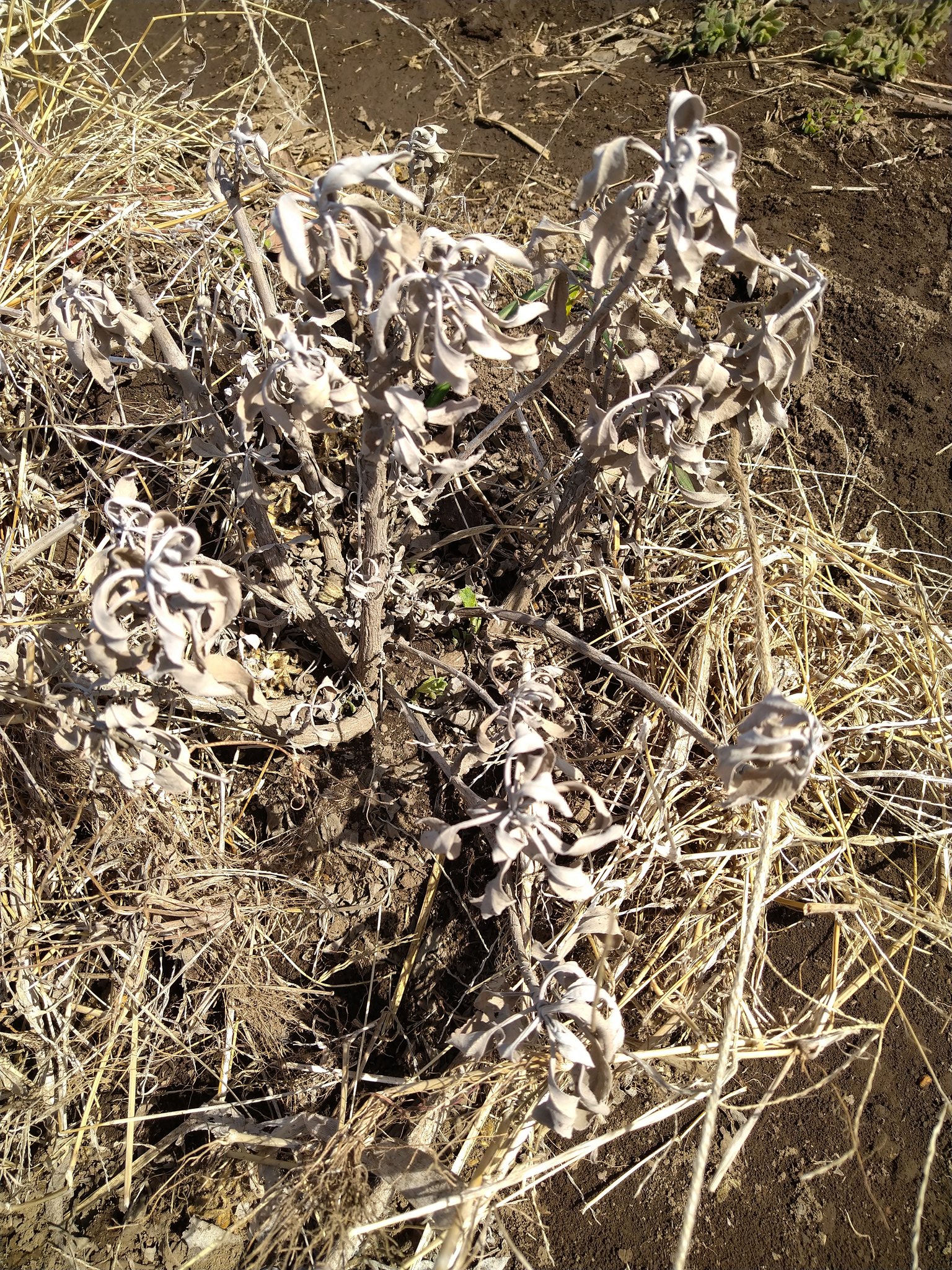 ホワイトセージ栽培中 Herb White Sage Twitter