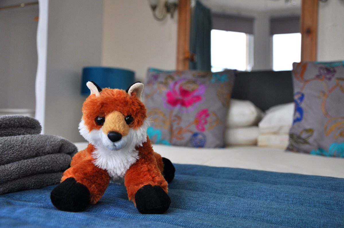 Foxes Hotel tweet media