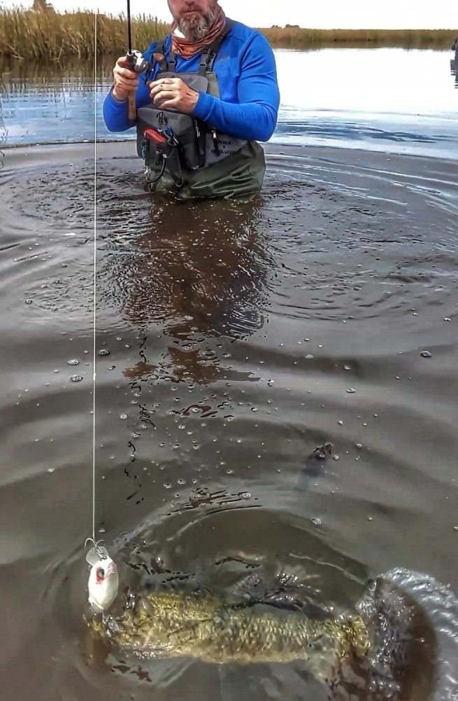 waltergastaldi's tweet photo. Excelente pesca de TARARIRAS en Bragado a pesar de no estar las condiciones ideales 
#tararira #tarariras #hopliasargentinensis  #pescadeportiva #pesca #pescaargentina #pescaydevolucion  #baitcastinglife #techtackle #cañatechpatriot610 @techtackle #pescandoconartificiales https://t.co/onVNGBj5gk
