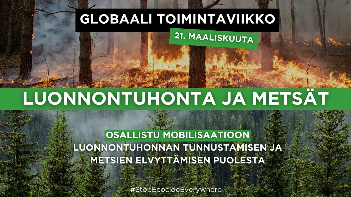 Metsissä asuu 80 % maanpäällisistä lajeista.
Liity kansainväliseen metsien päivään vaatimalla luonnontuhonnan kansainvälistä tunnustamista. stopecocide.earth/act-now #ecocidelaw #luonnontuhonta #metsät #metsiensuojelu  #healthyboundaries #stopecocideeverywhere