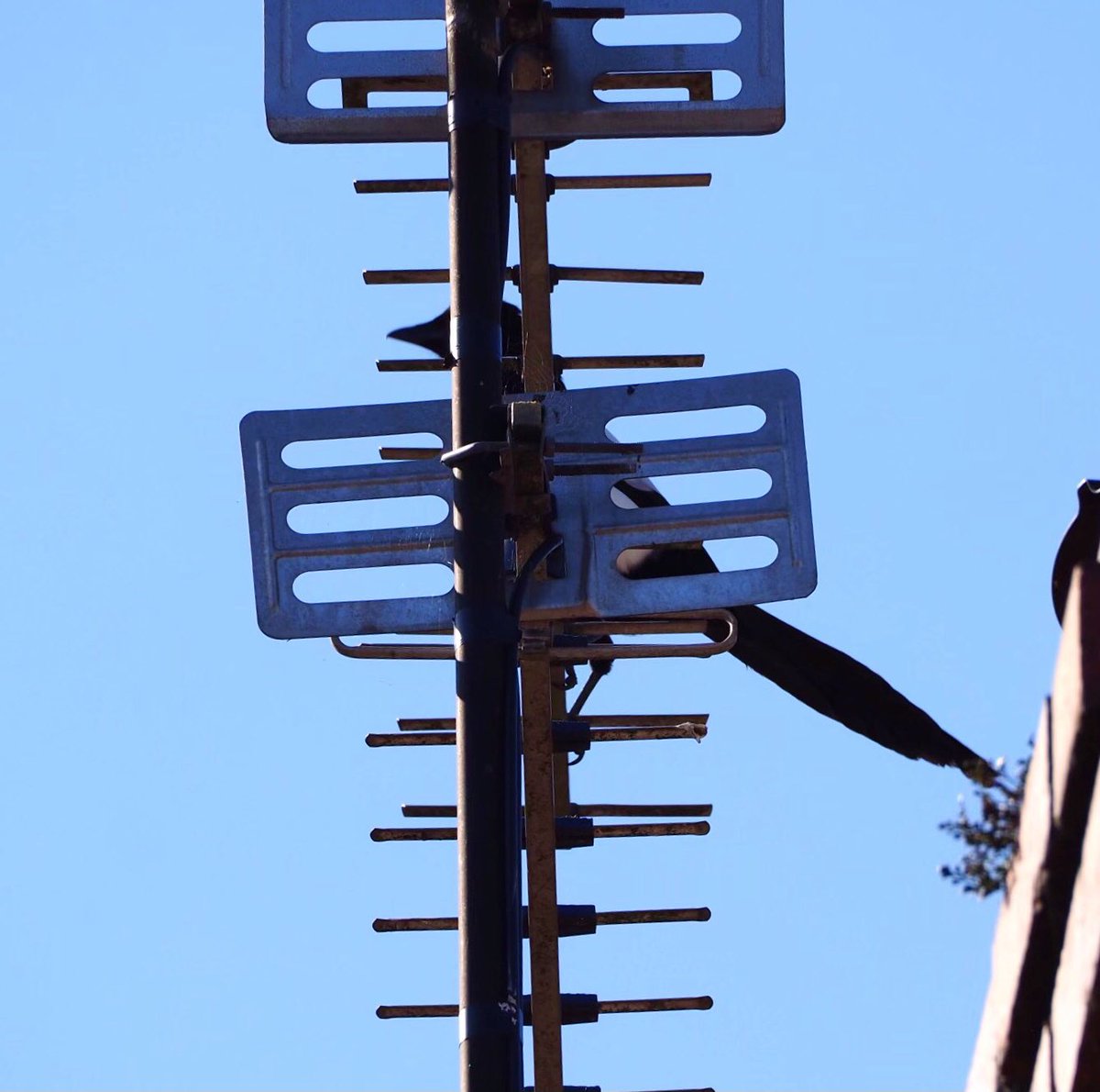 BurtOHare's tweet image. A magpie disguised as an arial.

#CunningDisguise #JohnsonOut58