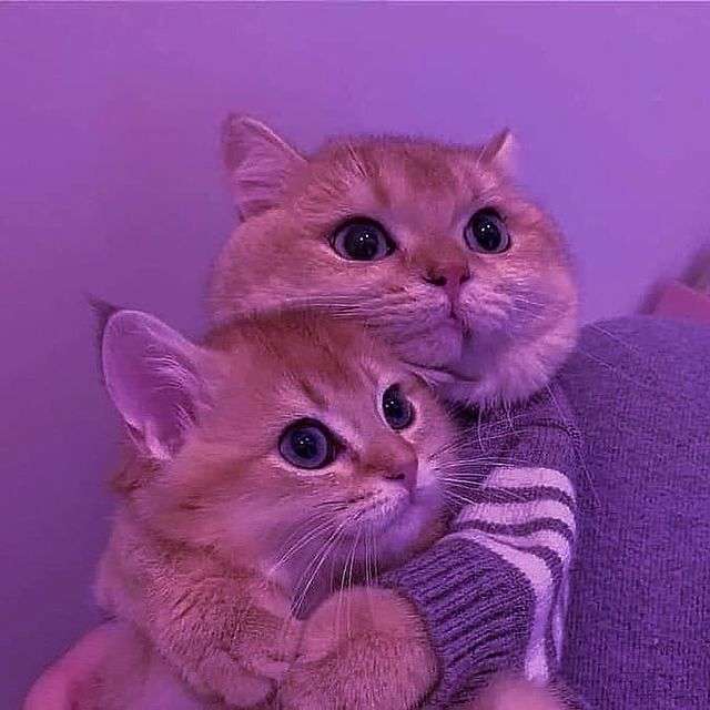 kapoekann's tweet photo. Nitip kucing 🐈 https://t.co/SUzSavea4K