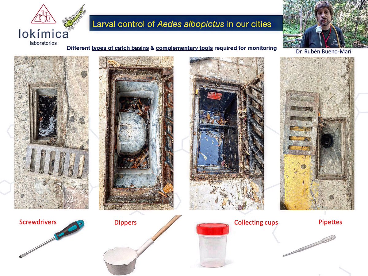 rubueno10's tweet photo. 🦟In an #UrbanEnvironment, #CatchBasins are key breeding sites of #AedesAlbopictus that we must monitor &amp; control during #mosquito season
🕳The #scuppers structure can significantly vary &amp; this will affect our surveys &amp; treatments
#MosquitoControl #PestManagement #HealthyCities https://t.co/WX8q0akq5f