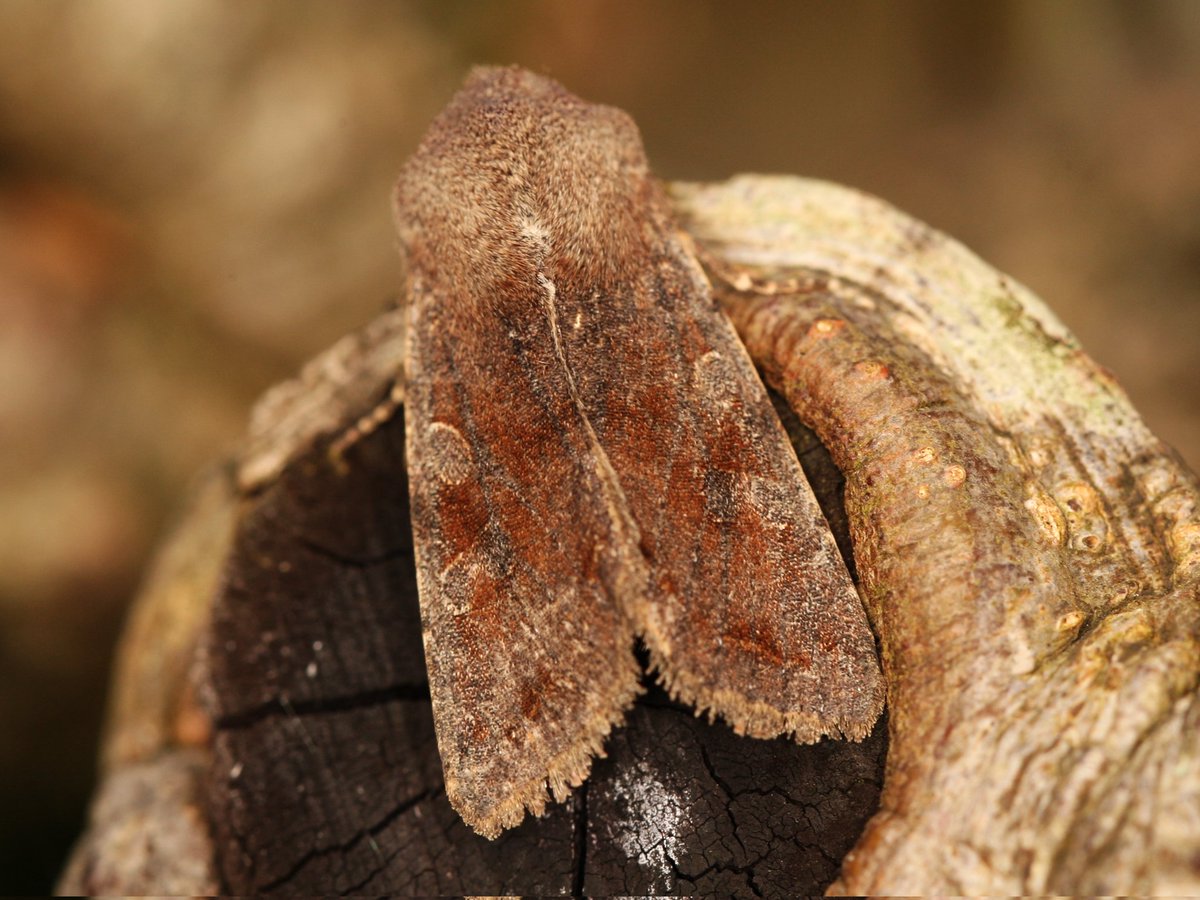 Noctuidae10's tweet photo. Orthosia incerta, the Clouded Drab! 

Despite their common name, I think these can be quite interestingly marked moths!

#moths #insects #nature #NaturePhotography #wildlife #wildlifephotography #macrophotography @wildlife_uk @BritishMoths @savebutterflies @BBCSpringwatch https://t.co/9s5B3LE6tz