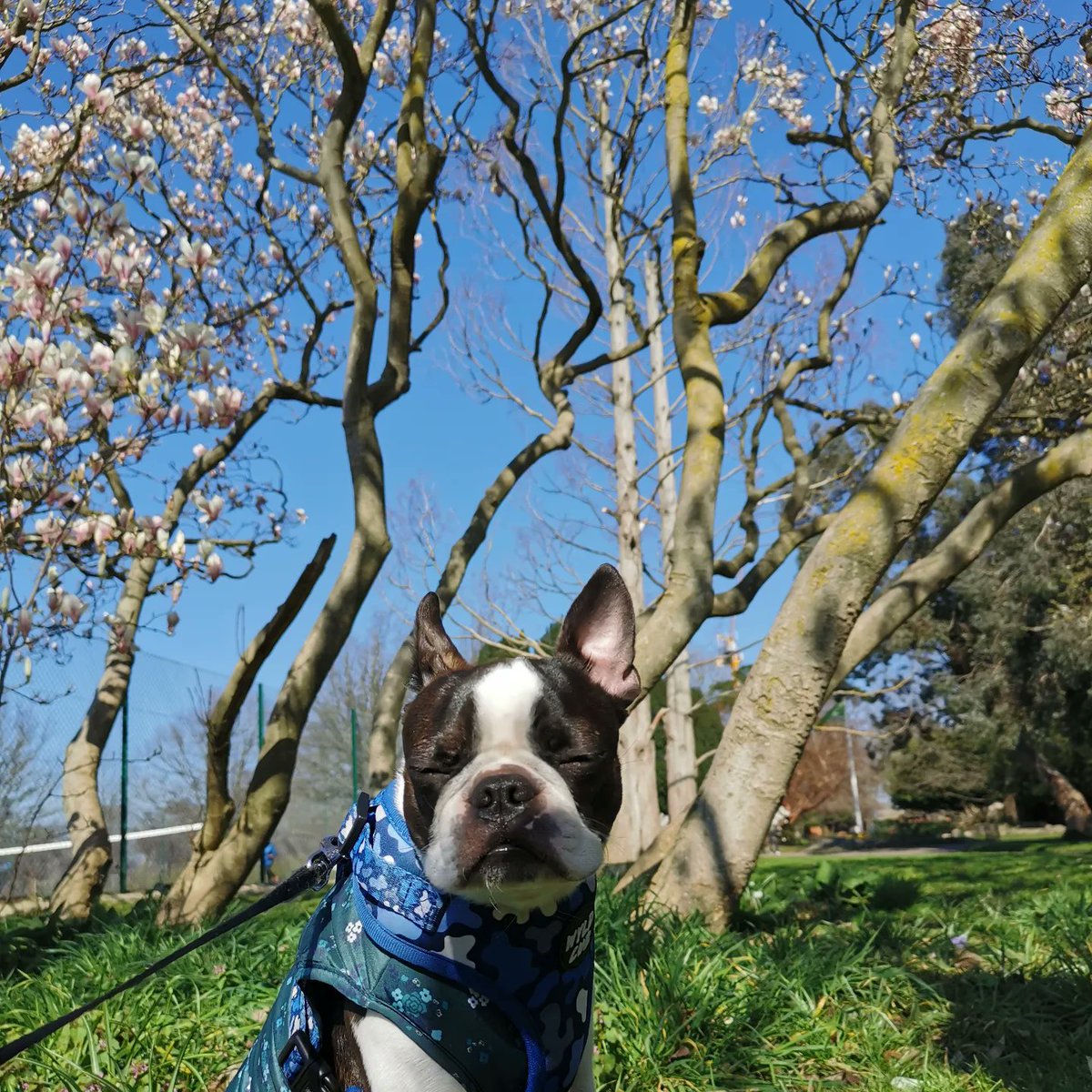 nelooomy's tweet photo. Meet Iggy! 🐾🤍 #PLTpet 💞 @OfficialPLT https://t.co/CFgf6YKbXC