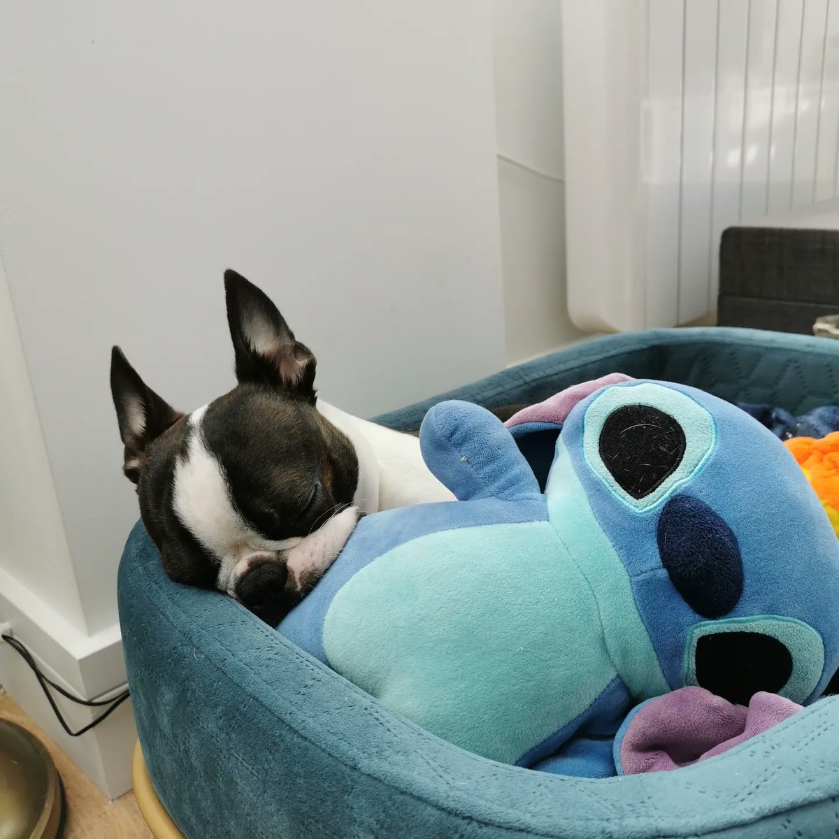 nelooomy's tweet photo. Meet Iggy! 🐾🤍 #PLTpet 💞 @OfficialPLT https://t.co/CFgf6YKbXC