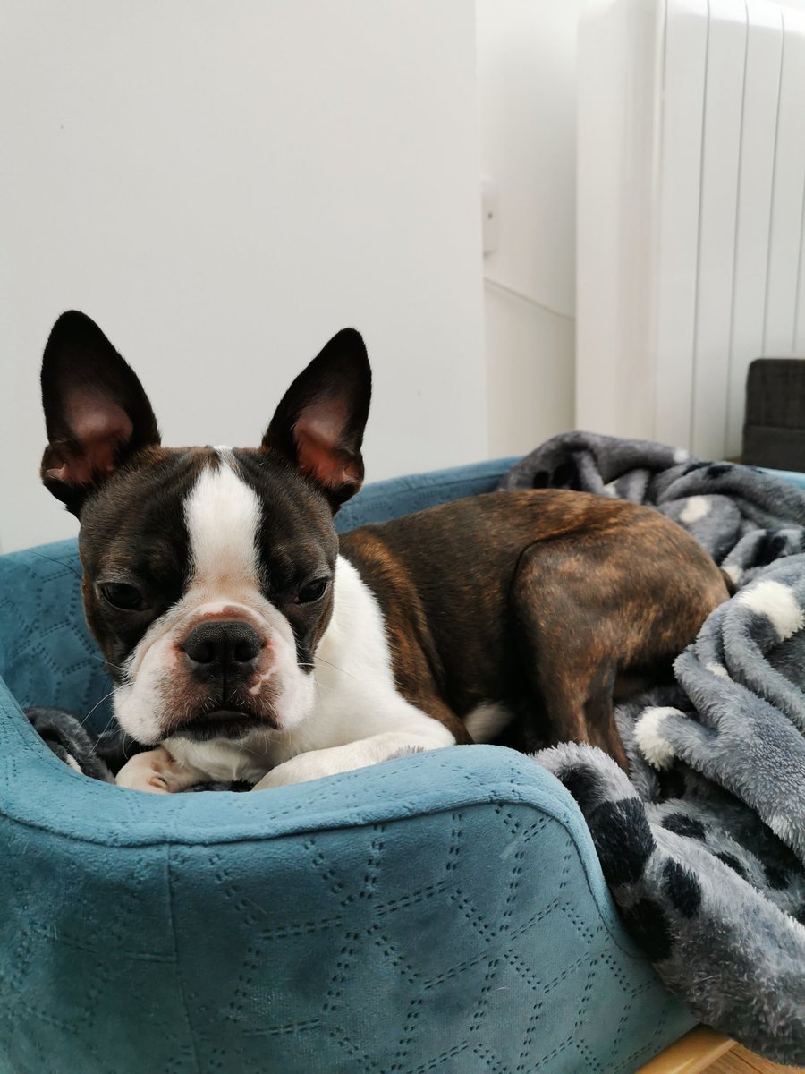 nelooomy's tweet photo. Meet Iggy! 🐾🤍 #PLTpet 💞 @OfficialPLT https://t.co/CFgf6YKbXC