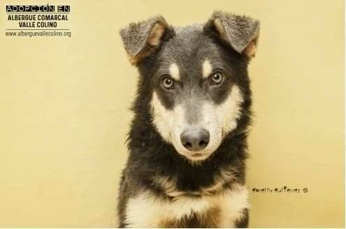 Este machito se llama Beltrán,  está en adopción en el Albergue Comarcal Valle Colino. ¿Nos ayudas a difundir? ¿Le encontramos un hogar?
#vallecolino #Voluntariado  #adoptanocompres #nolosabandones  #tenerife #lalaguna #mestizo