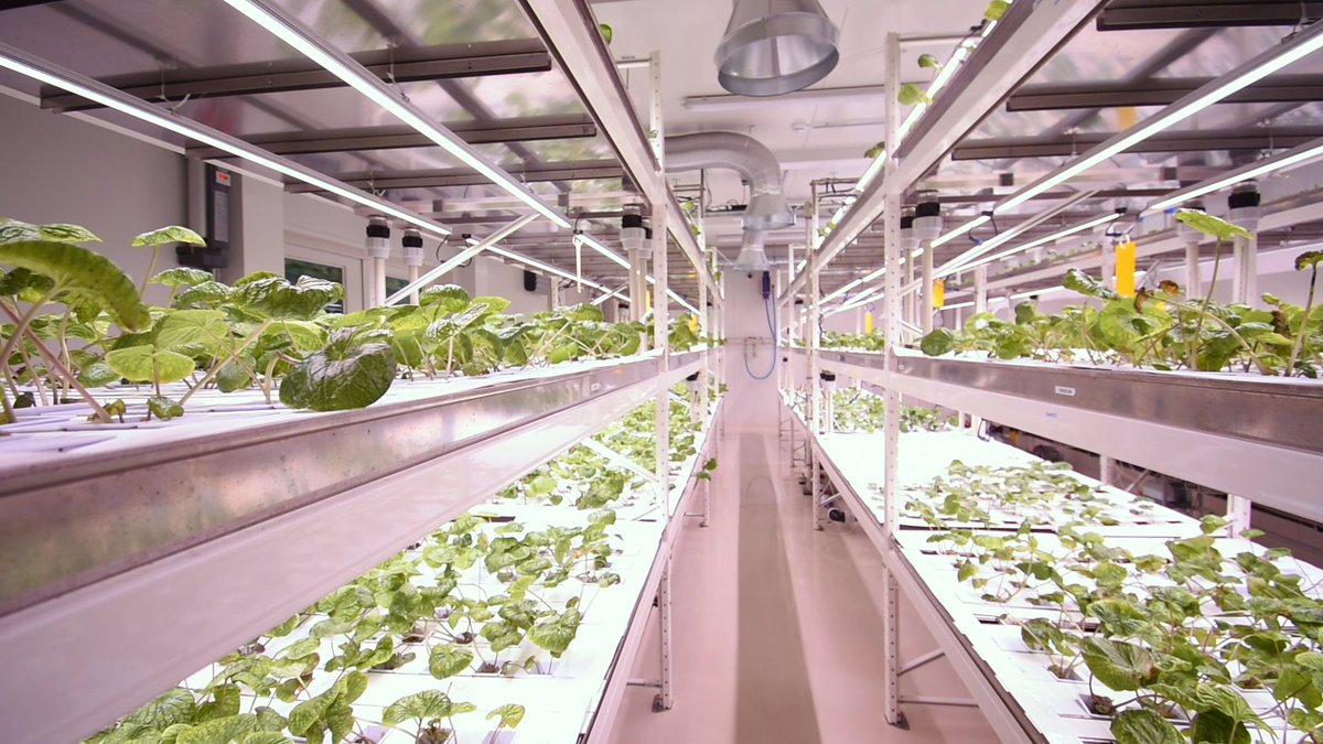 PhytonIQ Indoor Farming tweet media