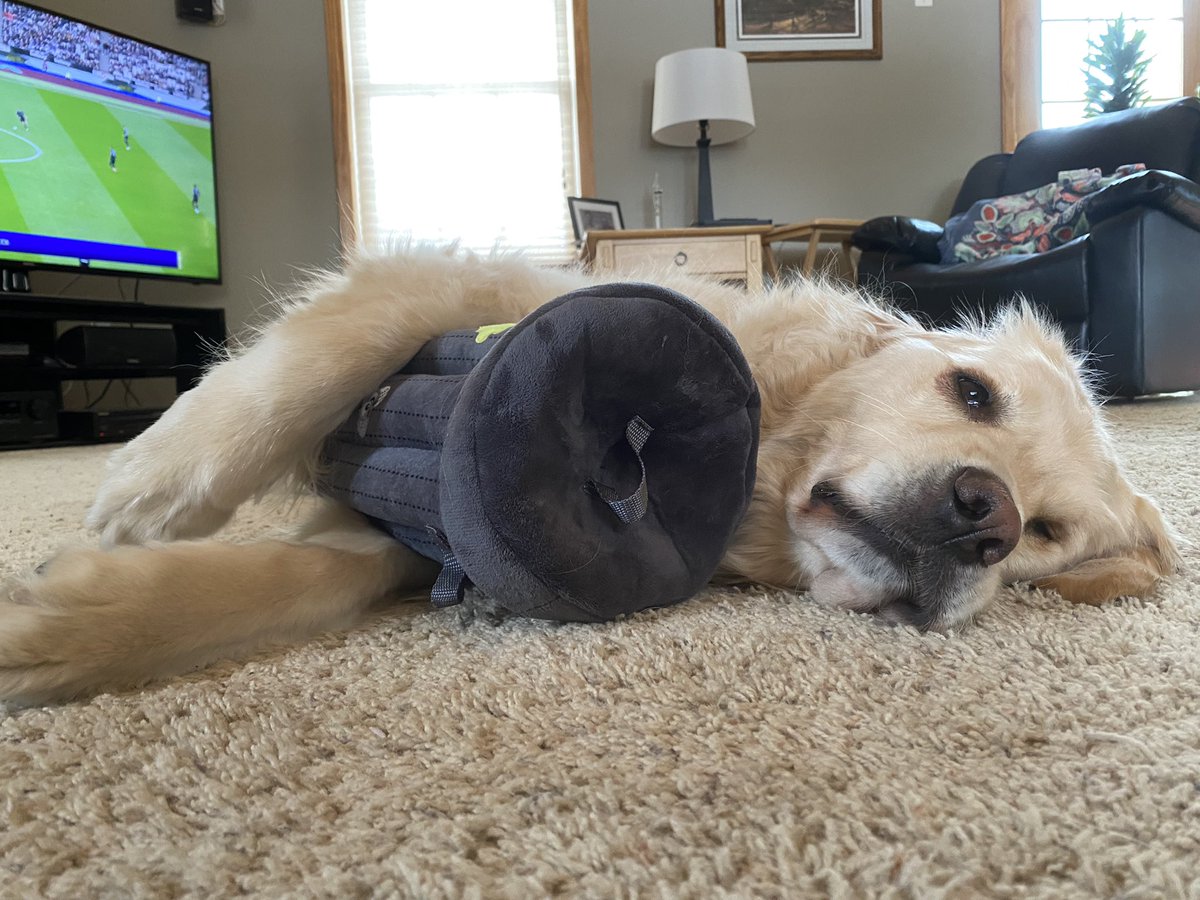 Did anyone keep the receipt for this Monday? I’d like to return it. #Mondayvibes #DogsofTwittter