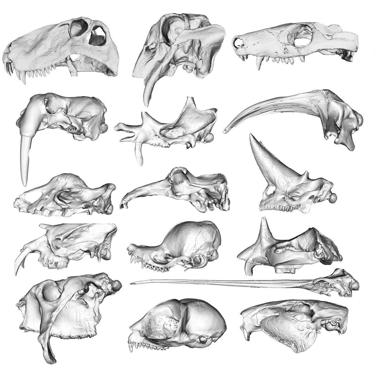 Prof. Anjali Goswami (@anjgoswami) on Twitter photo JOB ALERT! We are hiring a 2-yr #MachineLearning #ComputerVision PDRA <a href="/NHM_London/">Natural History Museum</a> & <a href="/LSBU_ENG/">School of ENG</a> for our <a href="/LeverhulmeTrust/">The Leverhulme Trust</a> project on the evolution of cranial sutures through the synapsid-mammal transition, working with <a href="/heather_e_white/">Dr Heather White</a> @AlanaCSharp & more! careers.nhm.ac.uk/templates/CIPH… JOB ALERT! We are hiring a 2-yr #MachineLearning #ComputerVision PDRA <a href="/NHM_London/">Natural History Museum</a> & <a href="/LSBU_ENG/">School of ENG</a> for our <a href="/LeverhulmeTrust/">The Leverhulme Trust</a> project on the evolution of cranial sutures through the synapsid-mammal transition, working with <a href="/heather_e_white/">Dr Heather White</a> @AlanaCSharp & more! careers.nhm.ac.uk/templates/CIPH…