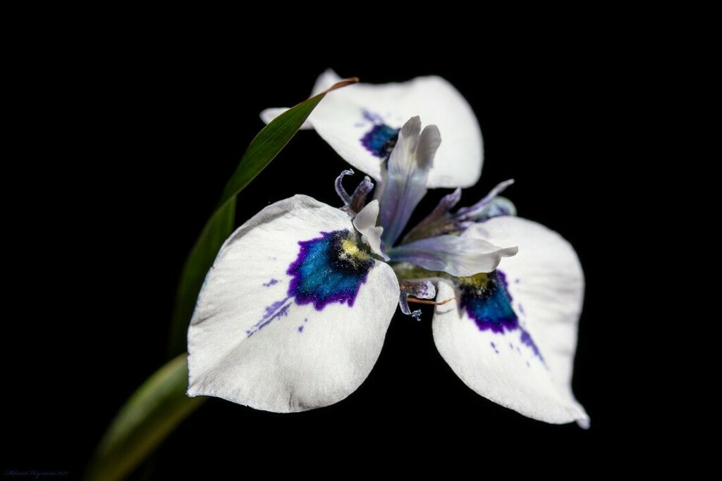 Mugzemet's tweet photo. Moraea aristata מוריאה אריסטטה
Growing South African bulbs @ My Balcony in Tel-Aviv
מגדלת פקעות מדרום אפריקה במרפסת שלי בתל אביב
💙
.
.
.
#Moraea #Moraea_aristata #Hyacinthaceae https://t.co/SMvDli8weK https://t.co/qibZa6r6j3
