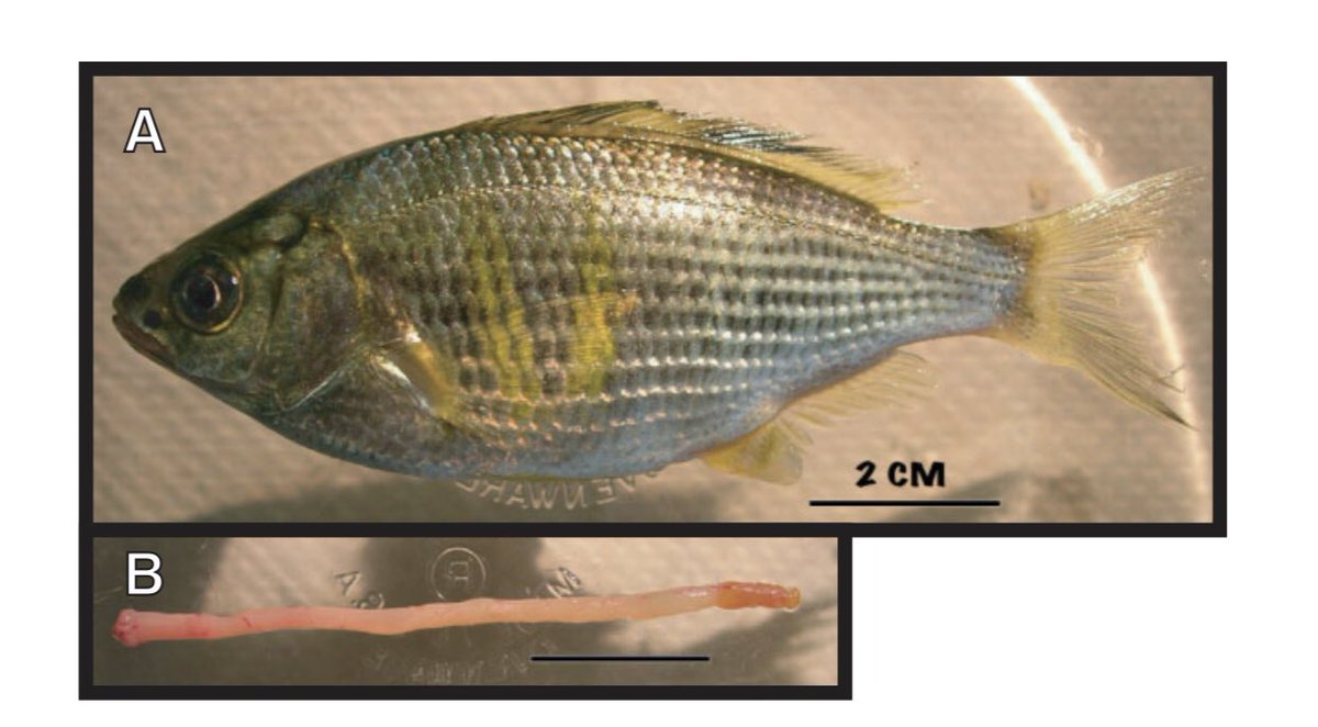iobjournal's tweet photo. “We test the hypothesis that the #mechanical properties of the alimentary tract will differ along its length…”
From
Tough and Stretchy: Mechanical Properties of the #Alimentary Tract in a #Fish Without a #Stomach
https://t.co/mG1ZPXcVfa
@EC_carrington et al
#WomenInSTEM #bio https://t.co/MeQVZ2WzR4