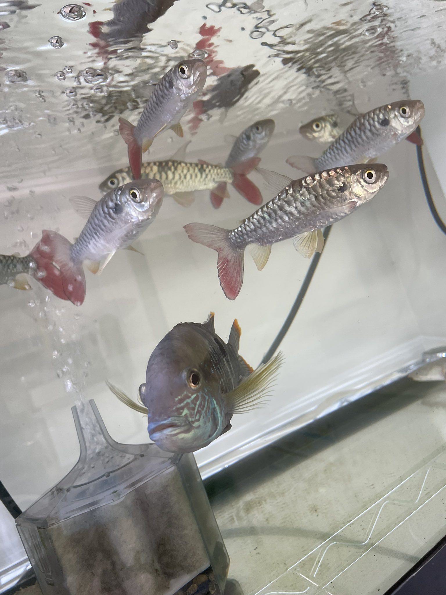 熱帯魚好き Twitter Search Twitter