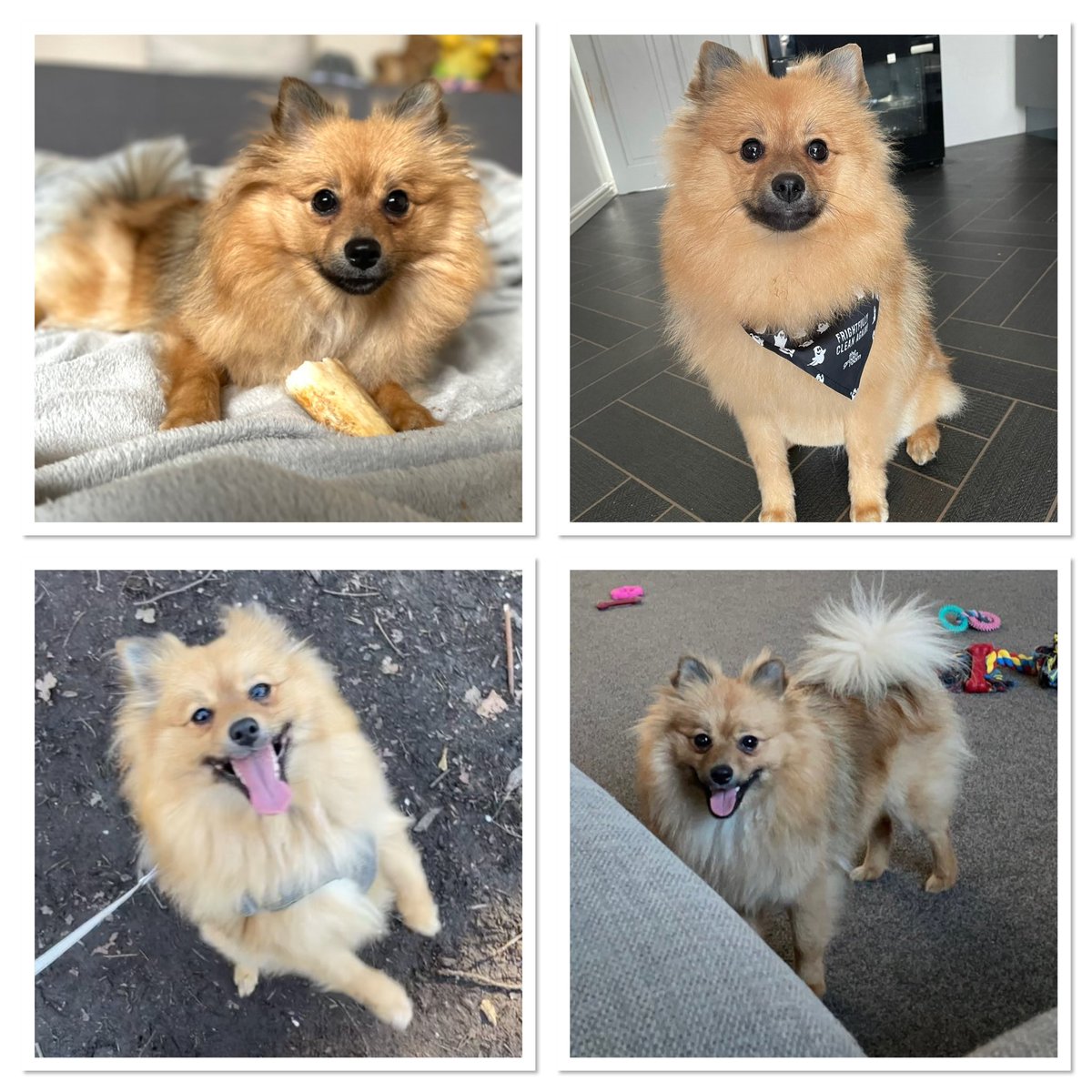 Caseyrobinsonx's tweet photo. My 1 year old Pom Lilo🐾💓 @OfficialPLT #PLTpet #prettylittlething https://t.co/na1E42ETtW