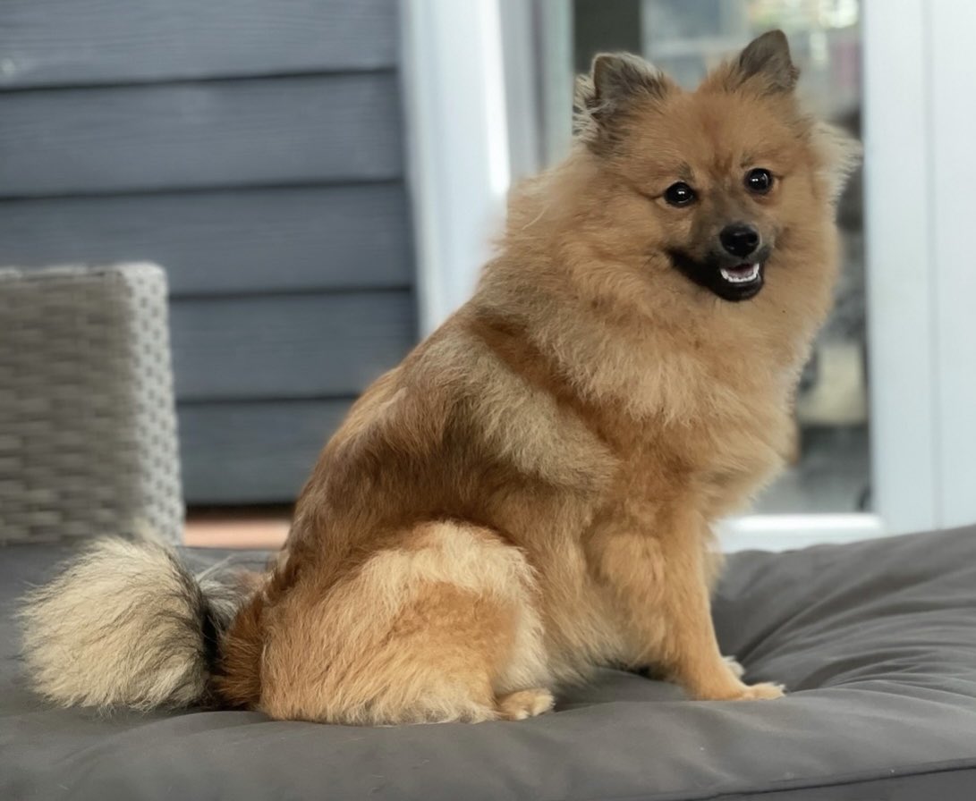 Caseyrobinsonx's tweet photo. My 1 year old Pom Lilo🐾💓 @OfficialPLT #PLTpet #prettylittlething https://t.co/na1E42ETtW
