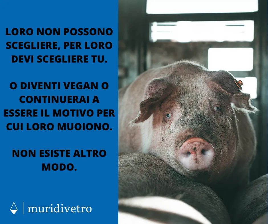 muridivetro tweet media