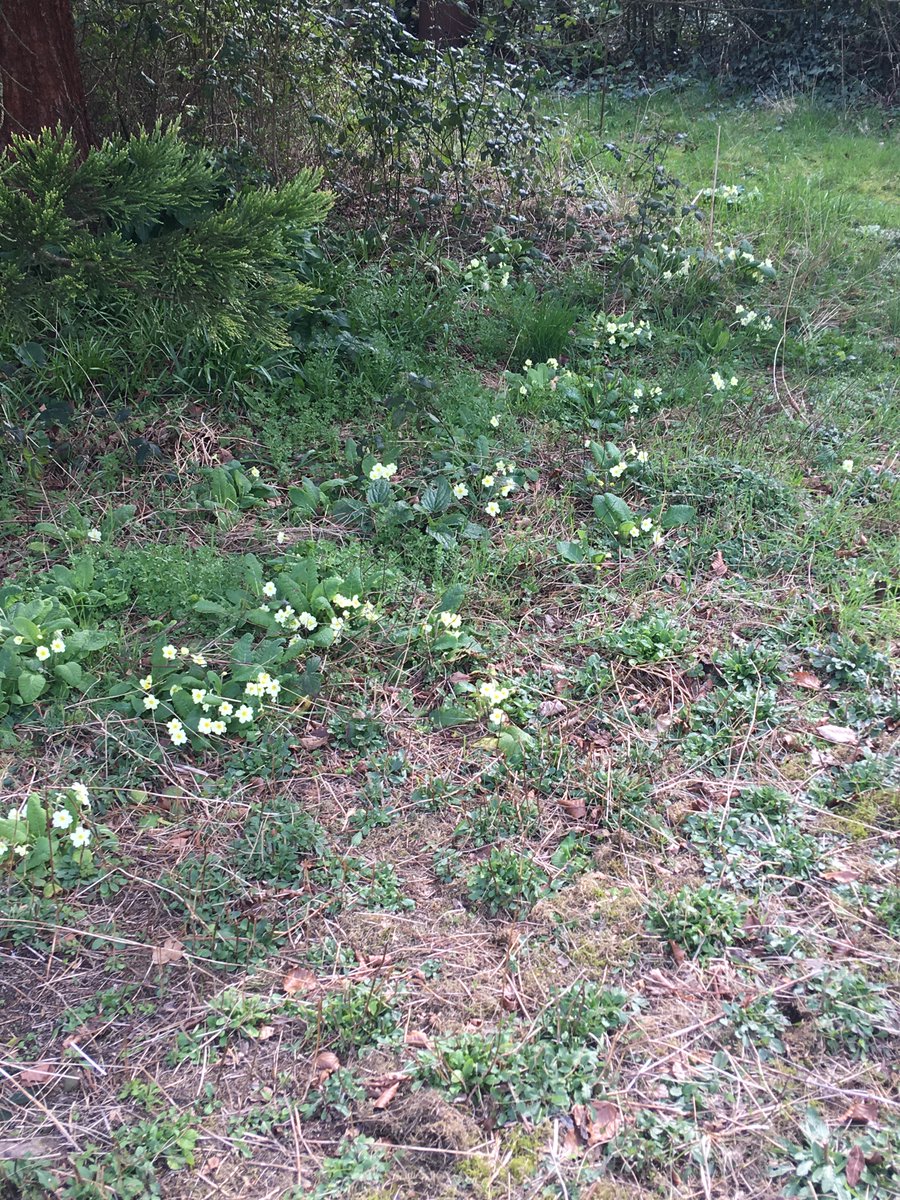mikeplayschess's tweet photo. In my rewilded garden this morning... #rewilding https://t.co/nl57vnR3dg