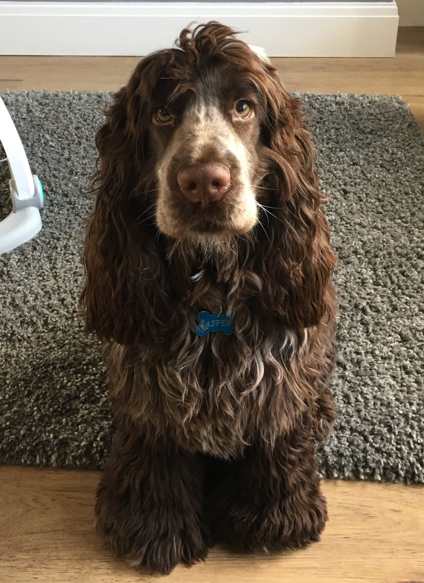 StaceyStyling's tweet photo. @OfficialPLT My handsome little man Jasper #PLTpet https://t.co/1W5fIifkDD