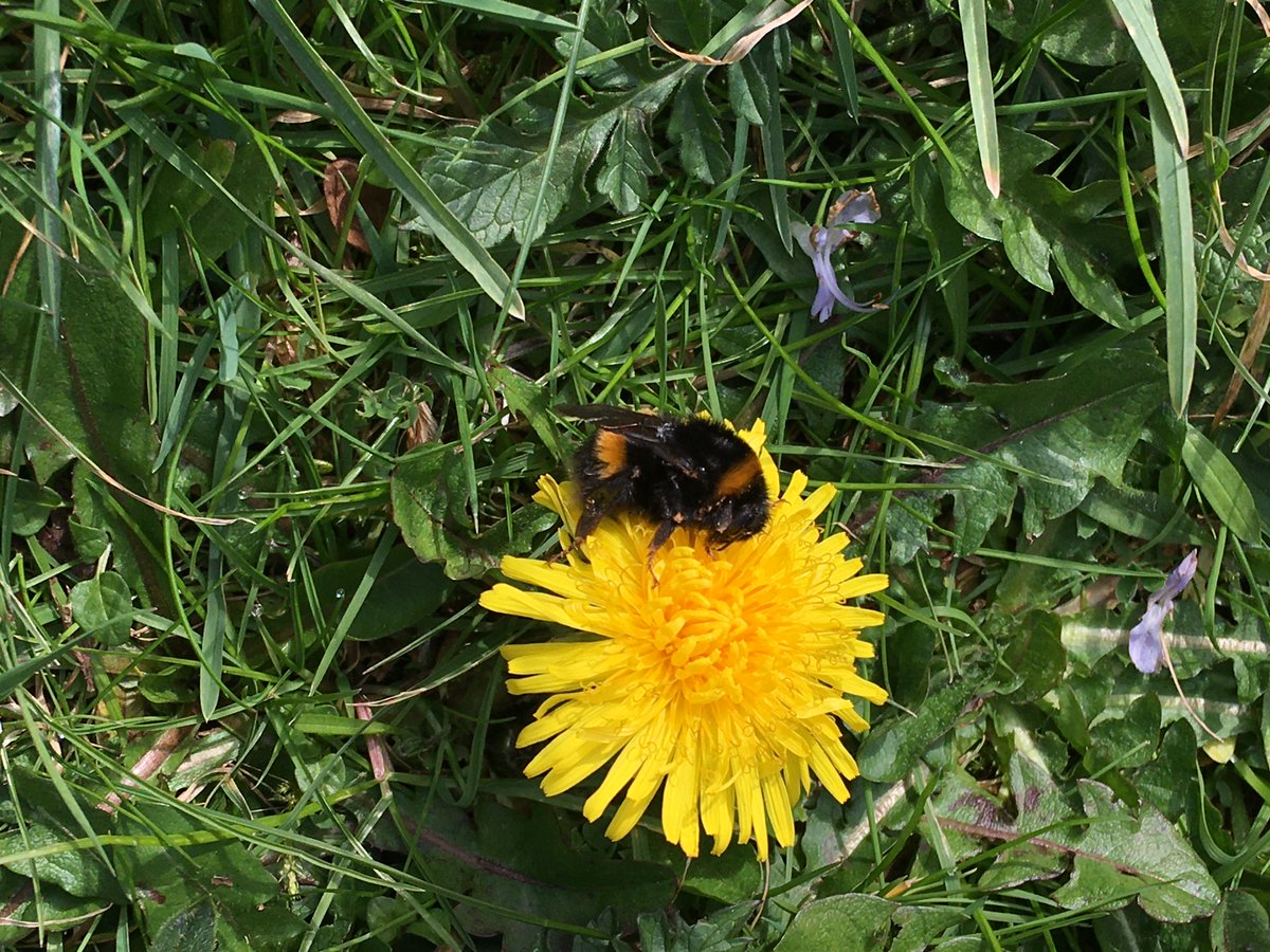 In my rewilded garden this morning... #rewilding