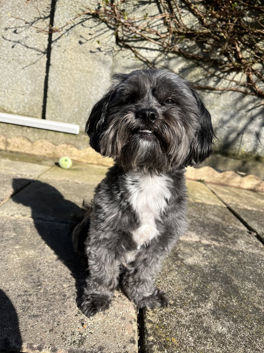 AmeliaReed1's tweet photo. Teddy🥰🥰 #PLTpet #PLTPets @OfficialPLT https://t.co/P5yaa3ZU0p