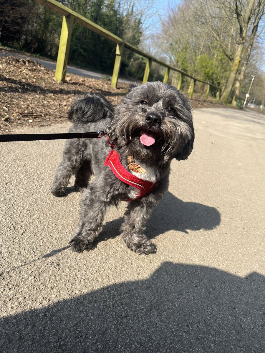 AmeliaReed1's tweet photo. Teddy🥰🥰 #PLTpet #PLTPets @OfficialPLT https://t.co/P5yaa3ZU0p