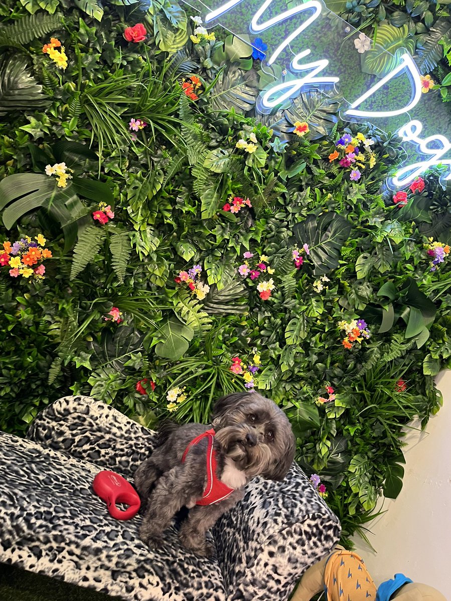 AmeliaReed1's tweet photo. Teddy🥰🥰 #PLTpet #PLTPets @OfficialPLT https://t.co/P5yaa3ZU0p