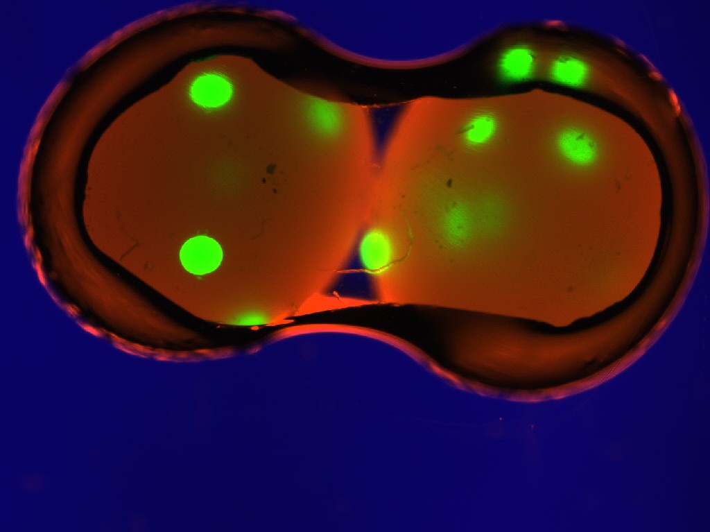 ETH_BSSE's tweet photo. Great news: #ETHspinoff #FGen, a company originating from the Bioprocess Lab @BPL_ethz and specialised in the ultra-high-throughput analysis of cellular libraries, was acquired by @Ginkgo Bioworks, a Boston-based platform for cell programming >https://t.co/eUqkJClQwx https://t.co/ha42YgPUge