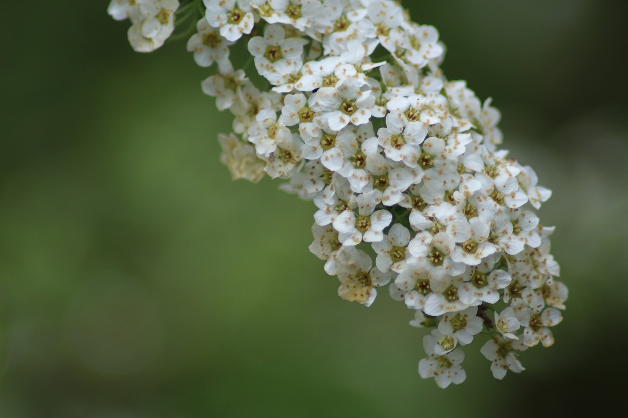 The ARMY Flower Shop💜⁷ on X: Jimin Birthday: October 13, 1995 Flower:  Spirea Spirea, also known as meadowsweet stands for grace, refinement, and  elegance. It's often used in weddings due to it's