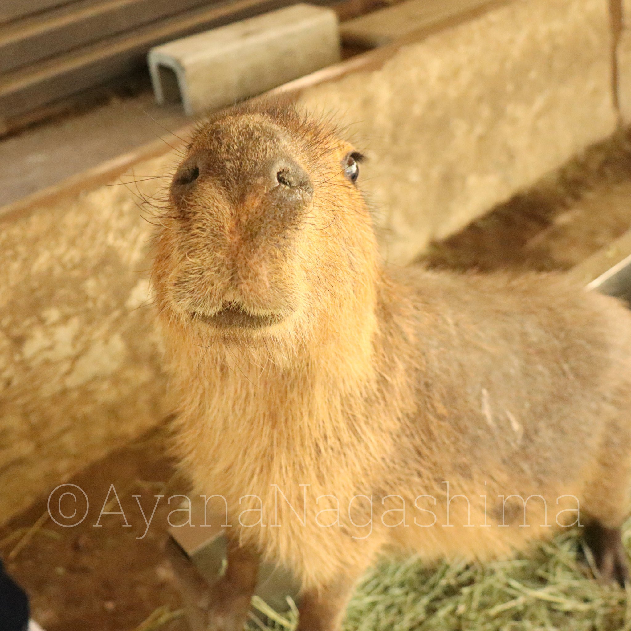 تويتر 永嶋彩菜 カピバラ専門イラストレーター على تويتر にんじん を見せた瞬間のうれしそうな顔 そんなかわいい顔されたら貢がずにはいられないじゃないか サユリワールド カピバラ T Co Kx45o73w