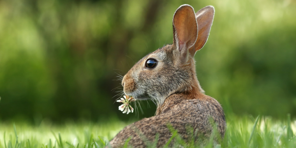 APHAgovuk's tweet photo. Are you interested in science &amp; wildlife conservation? Did you know that you can help research right from your phone by reporting wildlife sightings on the free Mammal Mapper app? Learn more here:
https://t.co/d18S3ncDQI

#APHAscience #wildlife #conservation  @Mammal_Society https://t.co/cMXgZJGAxA