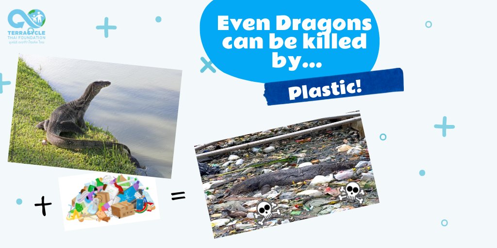 The waterways in Thailand are home to "Thai Dragons", or the "Asian Water Monitor" Adults get up to 2 meters, they are great swimmers, and hunt in and near waterways. Unfortunately, even they are affected by the plastics and pollution in the canals. 
#CanalCleanUp #deathbyplastic