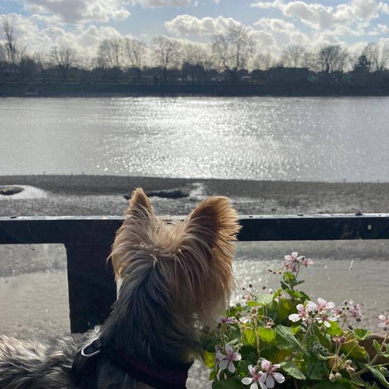 EmeryWalker_org's tweet image. Is that #spring on the horizon?! Hoping for many more #sunny days like this one 🌞

#SpringArrived #HammersmithTerrace #Sunshine #Riverside #ThamesGardens #Thames #Flowers #Gardens #Dogs
