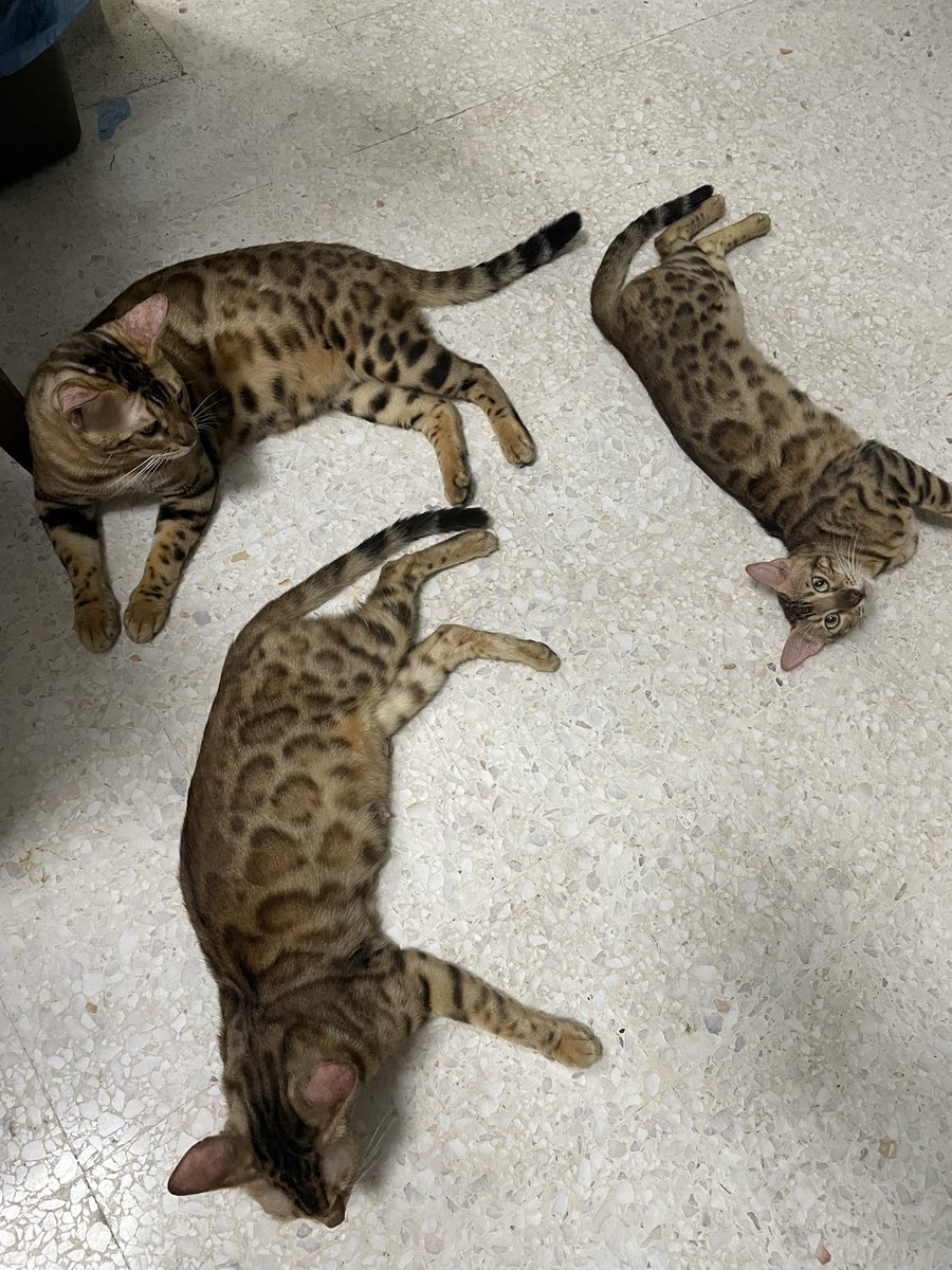 Bebelleyy's tweet photo. Nak jual semua! Anyone looking for bengal cat? https://t.co/XnZZPGANfP