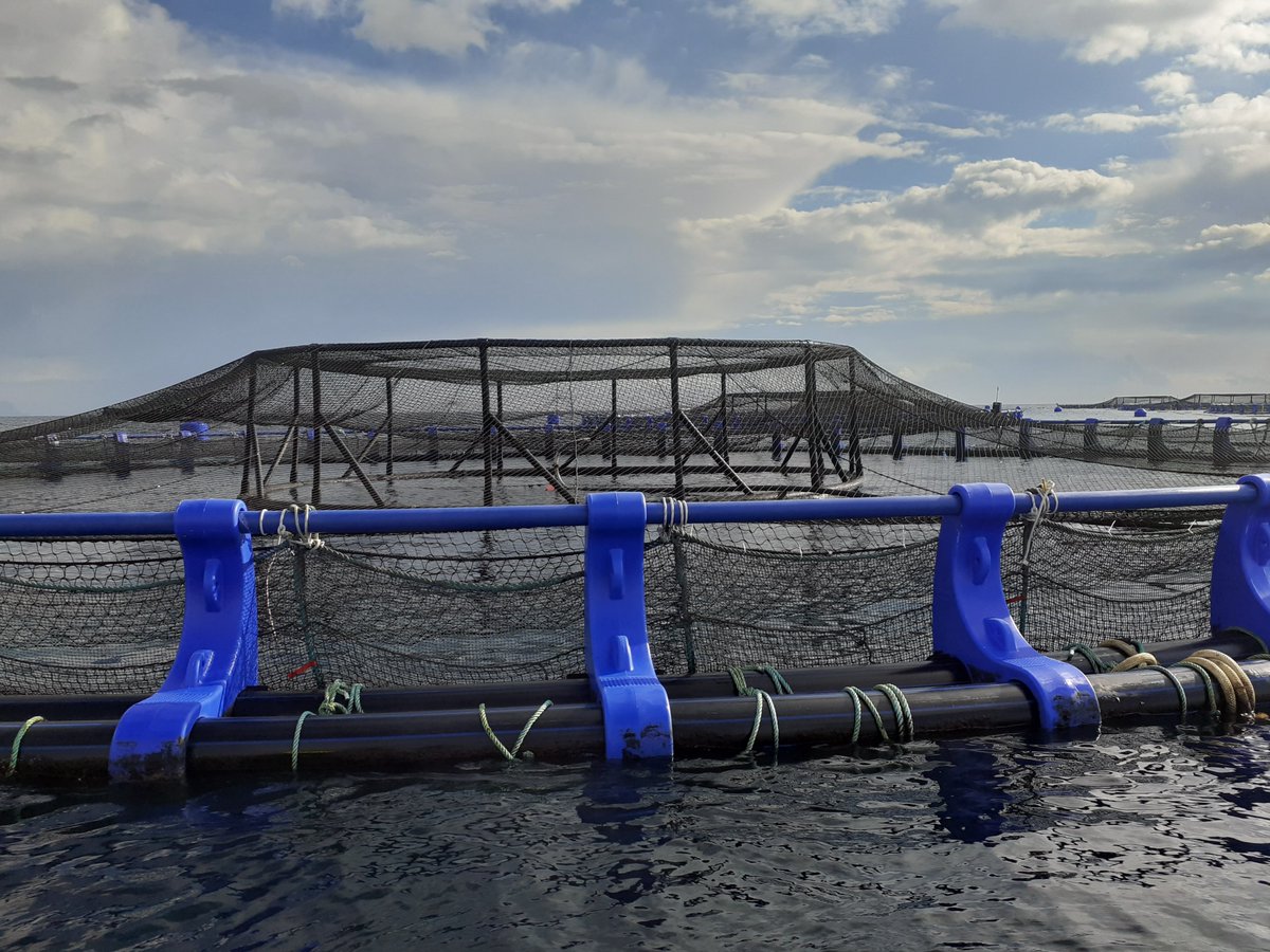 PescaAlacant's tweet photo. Convocatòria d'ajudes a l'aqüicultura sostenible per 3,6M€. sol·licituds fins 21/04/2022 https://t.co/60rNRLlHyJ https://t.co/dkvIQ1O3M5